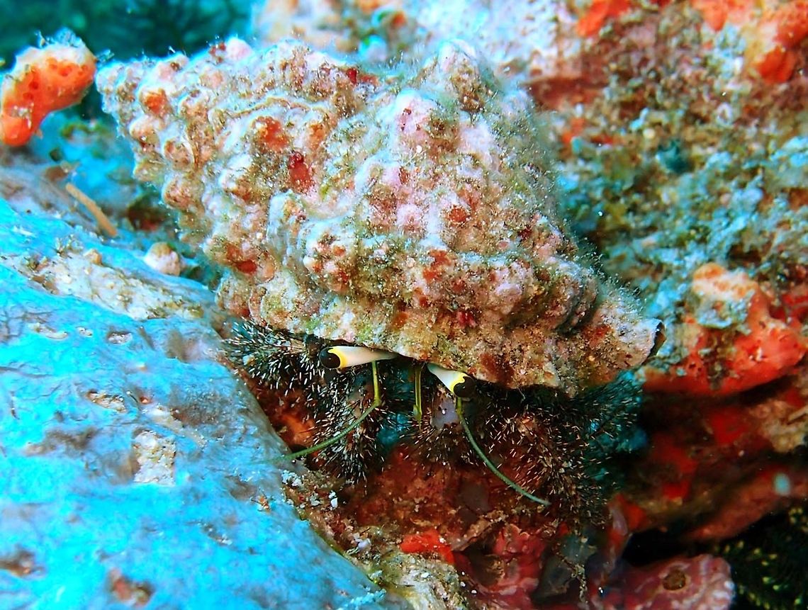 Dark knee hermit crab - Dardanus lagopodes Dauin, Oct 2012.<br />
Up to 3 cm (1 1/4 in.). Claws, legs and carapace mottled shades of red to maroon to brown with numerous white tipped dark bristles; dark patch above second segment; yellowish eyestalks with black eyes and antennae yellow to blue.<br />
Habitat:<br />
Indo West Pacific to Vanuatu. Dardanus lagopodes,Fall,Geotagged,Philippines