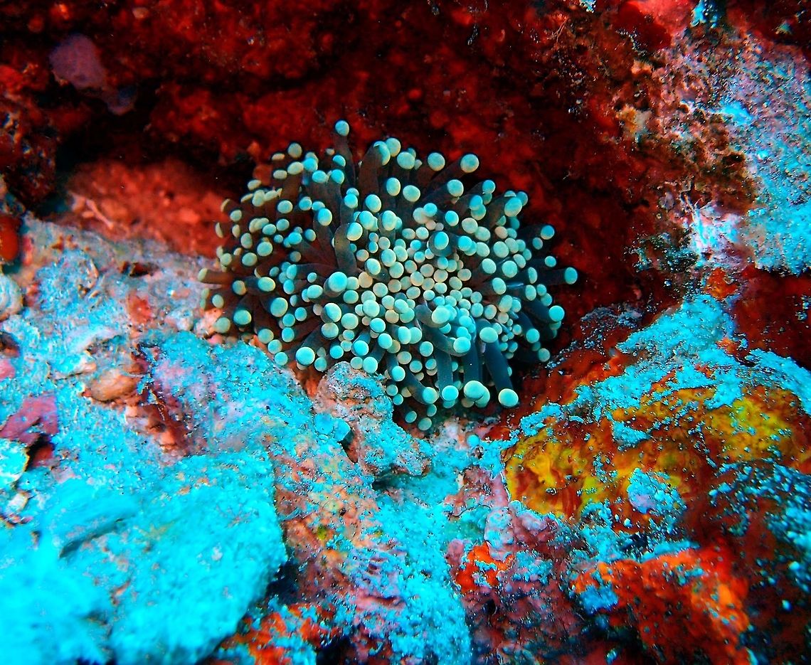 Sun Mushroom Coral Dauin, Oct 2012. Euphyllia glabrescens,Fall,Geotagged,Philippines