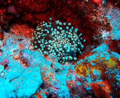 Sun Mushroom Coral Dauin, Oct 2012. Euphyllia glabrescens,Fall,Geotagged,Philippines