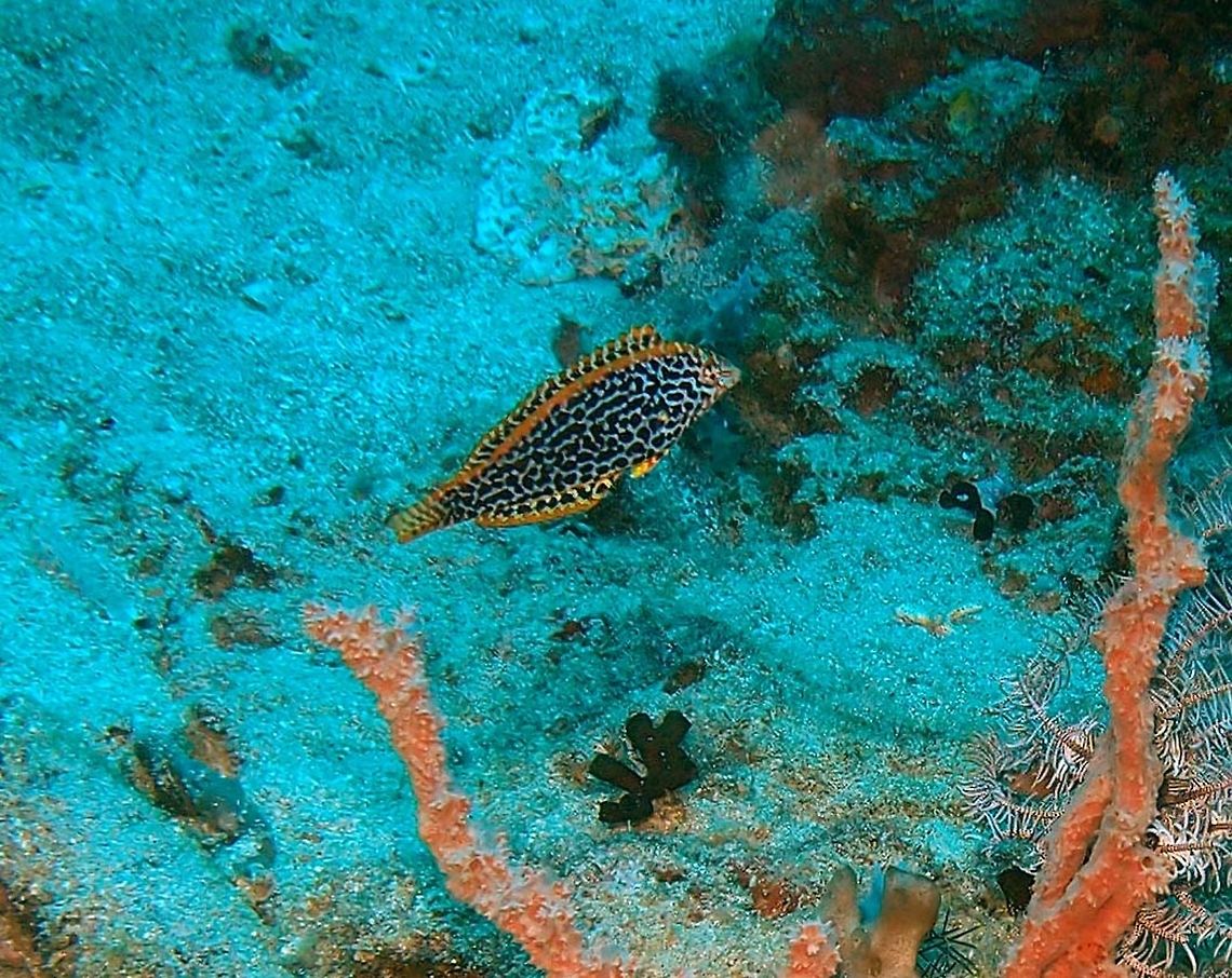 Leopard/Black-Spotted Wrasse (Juvenile) Dauin, Oct 2012.<br />
Juvenile is up to 10 cm (4 in.). White with leopard-like pattern of close-set brown to black spots. Irregular red bands on front of head.<br />
Habitat:<br />
Lagoon and seaward reefs in areas of mixed sand, rubble and coral, in 2-30 m. East Indo Pacific.<br />
       Fall,Geotagged,Macropharyngodon meleagris,Philippines
