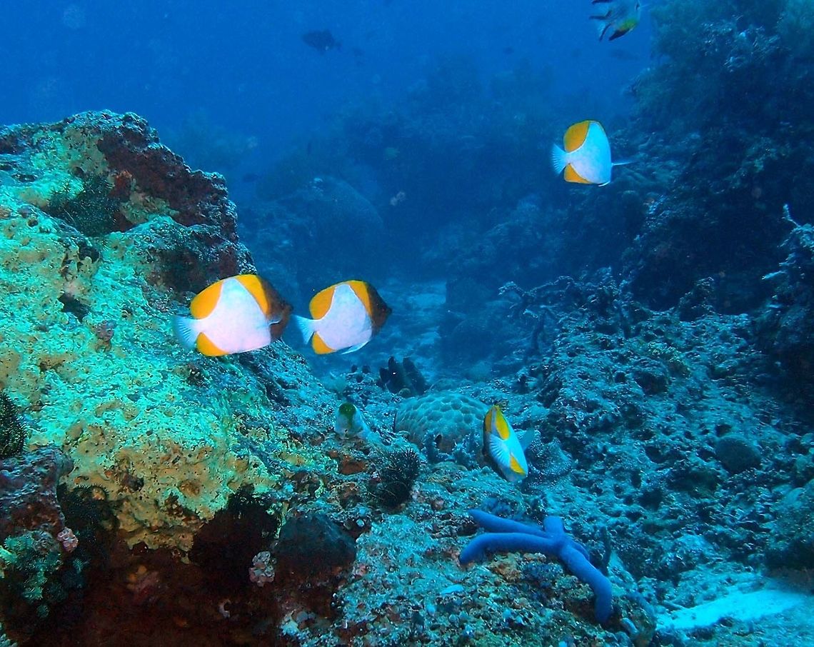 Pyramid Butterflyfish- Hemitaurichthys polylepis Dauin, Oct 2012.<br />
This butterflyfish family contains a colorful collection of fishes with diverse body patterns. This butterflyfish bears a white pyramid-shaped patch on each side. As it grows its head changes color from yellow to brown. The butterflyfish can grow up to 18cm in length.<br />
Habitat:<br />
<br />
This species occurs in tropical marine waters of the Eastern Indian Ocean and Western and Central Pacific, from South-east Asia, Christmas Island and Coco-Keeling Atoll, north to Japan, south to Australia and east to the Hawaiian and Pitcairn Islandssrilanka. The Pyramid Butterflyfish is usually seen in depths between 3 m and 60 m in outer reef areas close to drop-offs. It often forms large shoals containing hundreds of individuals all swimming high in the water column feeding on plankton.        Fall,Geotagged,Hemitaurichthys polylepis,Philippines,Pyramid butterflyfish