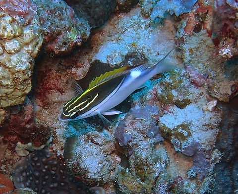 Two-Line Monocle Bream Max length : 23.0 cm. White with black around their edges and a yellow dorsal fin.
Habitat:
This fish will stir up sand on the bottom to find their food which normally consists of crustaceans and worms. Tropical reef. Depth range 1 - 25 m. Indo-West Pacific: Maldives and the Laccadive Islands to Fiji, north to southern Japan, south to Lord Howe Island. Recently reported from Tonga.     Fall,Geotagged,Philippines,Scolopsis bilineata,Two-lined monocle bream