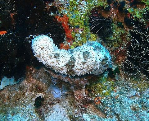 Graeffe's Sea Cucumber Dauin, Oct 2012.
Is a roughly cylindrical, thin-walled sea cucumber that grows to about 30 centimetres (12 in) in length.[3] Its mouth, at one end, is surrounded by a ring of up to 24 leaf-like, paddle-shaped tentacles with black stalks which are black on the upper side and white beneath. The anus is at the other end of the body and there are several rows of tube feet along the underside. The colour of the adults is pale brown and white, with black speckles and small thorn-like protuberances.   Fall,Geotagged,Pearsonothuria graeffei,Philippines