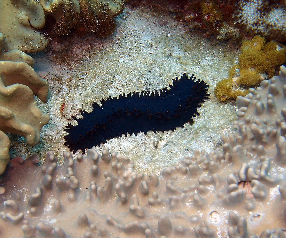 Black Knoby Sea Cucumber Dauin, Oct 2012.<br />
Stichopus chloronotus is a fairly large species growing to about 25 cm (10 in) with a firm but pliable body and a squarish cross section. The skin is smooth but there are numerous conical fleshy papillae in longitudinal rows, and these are larger on the lower lateral angles. This sea cucumber is a deep blackish-green in colour, and has yellow or red tips to the papillae.    Fall,Geotagged,Philippines,Stichopus chloronotus