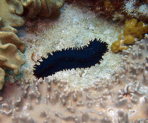 Black Knoby Sea Cucumber Dauin, Oct 2012.
Stichopus chloronotus is a fairly large species growing to about 25 cm (10 in) with a firm but pliable body and a squarish cross section. The skin is smooth but there are numerous conical fleshy papillae in longitudinal rows, and these are larger on the lower lateral angles. This sea cucumber is a deep blackish-green in colour, and has yellow or red tips to the papillae.    Fall,Geotagged,Philippines,Stichopus chloronotus