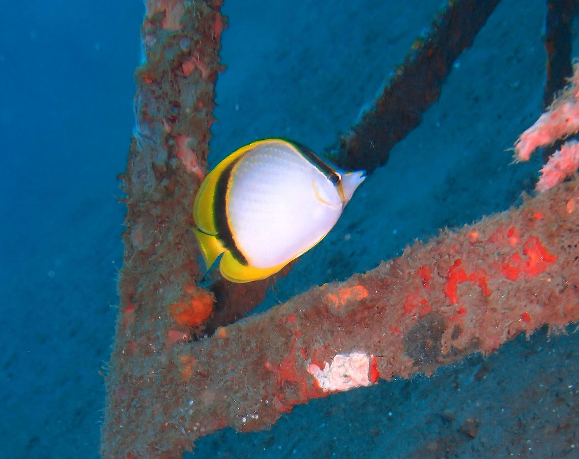 Yellow-dotted butterflyfish - Chaetodon selene  It grows to a maximum of 16 cm (6.3 inches) long. The body is mainly white, with a series of yellow dots running at diagonal lines over the sides. A black band extends from the caudal peduncle along the bases of the dorsal and anal fins. There is a narrow black eyestripe edged with yellow.<br />
Habitat:<br />
The Yellow-dotted Butterflyfish is found on coastal reefs, primarily on rubble slopes from 8&ndash;50 metres (26&ndash;160 ft) in depth. It feeds on benthic invertebrates. Chaetodon selene,Fall,Geotagged,Philippines,Yellow-dotted Butterflyfish