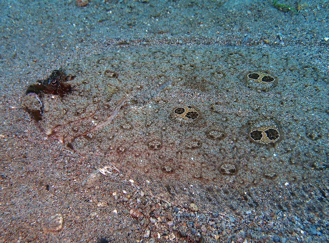 Ocellated flounder  Pseudorhombus dupliciocellatus Up to 16 in. (40 cm). Easily recognizable by the three double blue spots on its back.<br />
Habitat:<br />
Depth: 30-300 ft. (10-90 m) Distribution: West Pacific (East Indo-Asian Pacific) Found singly on sand and muddy bottoms in coastal areas often deep but occasionally in shallow waters. They feed on small fish, invertebrates and worms. Fall,Geotagged,Ocellated flounder,Philippines,Pseudorhombus dupliciocellatus