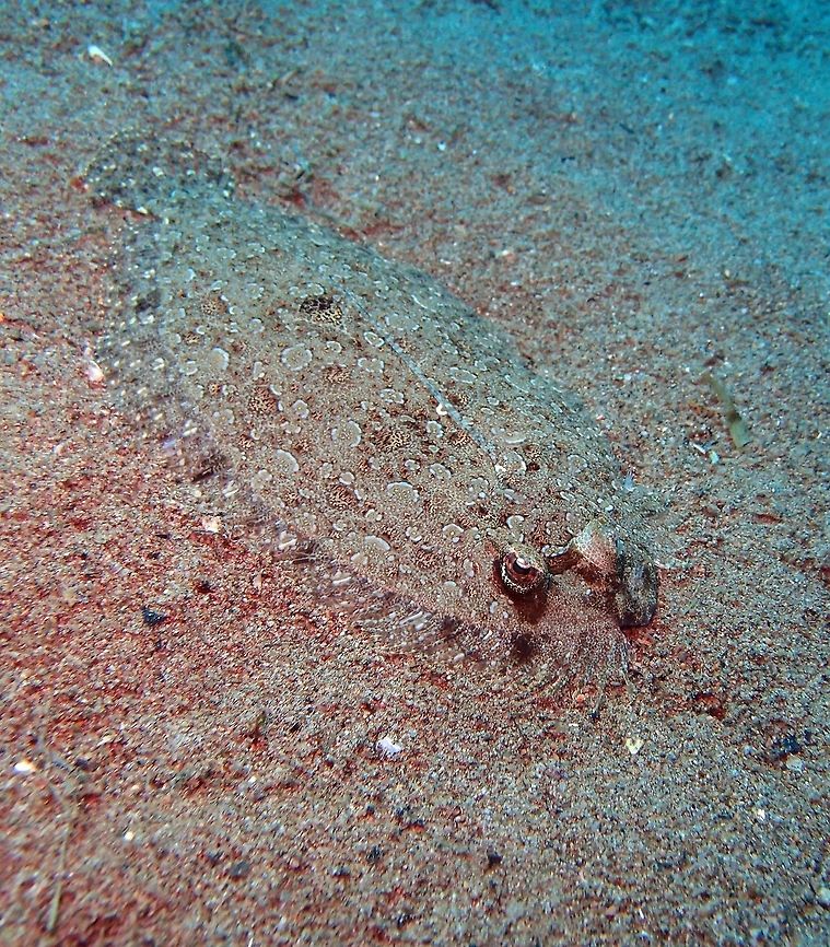 Leopard Flounder Dauin, Oct 2012.<br />
The leopard flounder is a highly compressed fish up to 39 centimeters (15 in) long, one of the lefteye flounders, meaning that the right eye has migrated to the left side of the body. The eyed side shows dark spots, blotches and rings. One broader dark blotch is located on middle of the straight section ofthe lateral line. The male has an elongate pectoral fin which signals in courtship or territorial displays and when alarmed. Leopard flounders use color to camouflage themselves. Bothus pantherinus takes on dull, spotted coloring to blend in with the rocky seafloor. It waits for its prey to swim by. Other times the flounder turns an almost see-through color to avoid predators when swimming near the surface.<br />
Habitat:<br />
Is a flatfish found in wide range of the Pacific and Indian Oceans. Leopard flounder is a benthis species living on the bottom of a sea. It inhabits sandy or silty sand, and muddy bottoms of inner reef flats. It is often partially buried in or on the sand of lagoons, bays and sheltered reefs, at a depth of 3&ndash;150 metres (9.8&ndash;490 ft).      Bothus pantherinus,Fall,Geotagged,Leopard flounder,Philippines