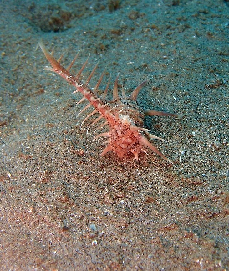 Caltrop Murex Dauin, Oct 2012.<br />
Shell to 10 cm (4 in.). Shell has a few very long straight spines extending from the main body of the shell. Vague light brown stripes encircle the shell.<br />
Habitat:<br />
Inhabit sand and mud bottoms and commonly bury during the day and emerge at night. Indo Pacific and Japan.        Fall,Geotagged,Murex tribulus,Philippines