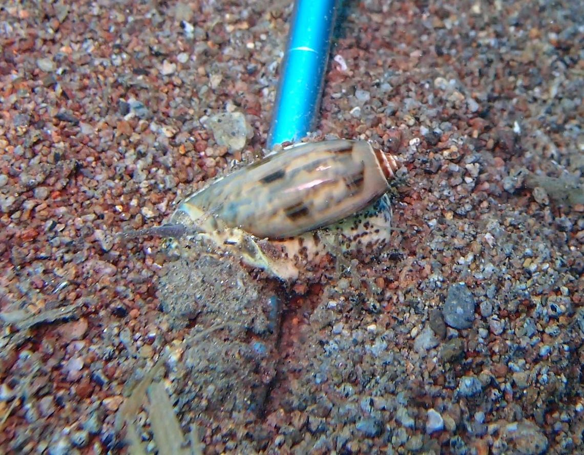 Ringed Olive Snail - Oliva annulata Olividiae. Shell to 6 cm (2 1/4 in.): Light background with vague pale reddish markings. Series of dark spots around shoulder. Shells of genus members are shiny, oval, and cyclindrical. They are among the fastest burrowing snails.<br />
Habitat:<br />
Indo Pacific and also Japan.  Fall,Geotagged,Oliva annulata,Philippines