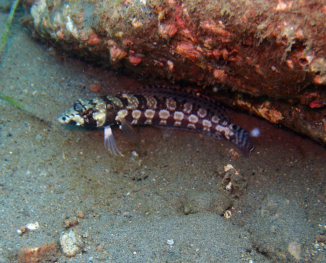 Parapercis tetracanthus Dauin, Oct 2012. Fall,Geotagged,Parapercis tetracanthus,Philippines