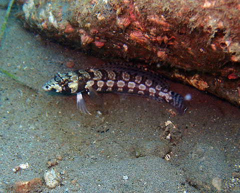 Parapercis tetracanthus Dauin, Oct 2012. Fall,Geotagged,Parapercis tetracanthus,Philippines