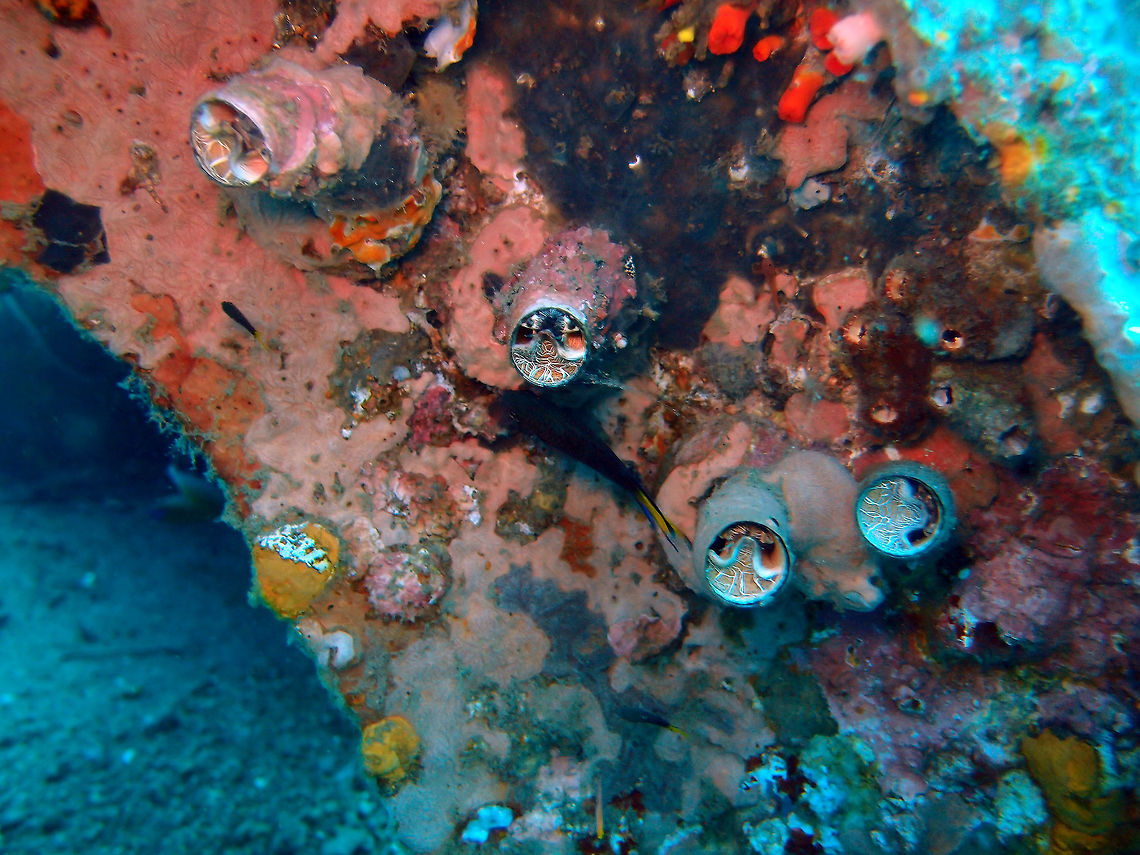 Grand Coral Worm Snail -Serpulorbis grandis Dauin, 2012 Oct.<br />
Diameter to 2.5 cm (1 in.). Snails live inside permanently attached irregularly coiled tubes. Operculum absent. Net pattern on soft covering varies from white, yellow to black. Ensnare food with mucus strands.Solitary or in colonies.<br />
Habitat:<br />
West Pacific from Philippines to E. Australia Fall,Geotagged,Grand Coral Worm Snail,Grand Coral Worm Snail -Serpulorbis grandis,Philippines,Serpulorbis grandis