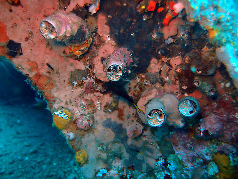Grand Coral Worm Snail -Serpulorbis grandis Dauin, 2012 Oct.
Diameter to 2.5 cm (1 in.). Snails live inside permanently attached irregularly coiled tubes. Operculum absent. Net pattern on soft covering varies from white, yellow to black. Ensnare food with mucus strands.Solitary or in colonies.
Habitat:
West Pacific from Philippines to E. Australia Fall,Geotagged,Grand Coral Worm Snail,Grand Coral Worm Snail -Serpulorbis grandis,Philippines,Serpulorbis grandis
