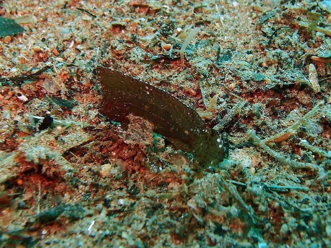 Spiny Waspfish Dauin, Oct 2012.<br />
It mimics very well the dead leaves at the sandy bottoms.     Ablabys macracanthus,Fall,Geotagged,Philippines