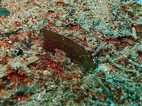 Spiny Waspfish Dauin, Oct 2012.
It mimics very well the dead leaves at the sandy bottoms.     Ablabys macracanthus,Fall,Geotagged,Philippines