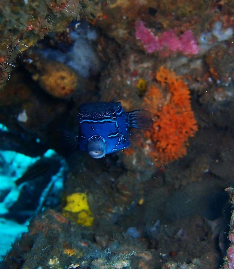 Reticulate box fish male Dauin, Oct 2012.<br />
Up to 12 cm long. One of these beautiful box fishes that are popular in aquarium trade. Sexual dimorphism. I will show the female in a separate spotting. Fall,Geotagged,Ostracion solorensis,Philippines