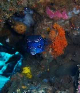 Reticulate box fish male Dauin, Oct 2012.
Up to 12 cm long. One of these beautiful box fishes that are popular in aquarium trade. Sexual dimorphism. I will show the female in a separate spotting. Fall,Geotagged,Ostracion solorensis,Philippines