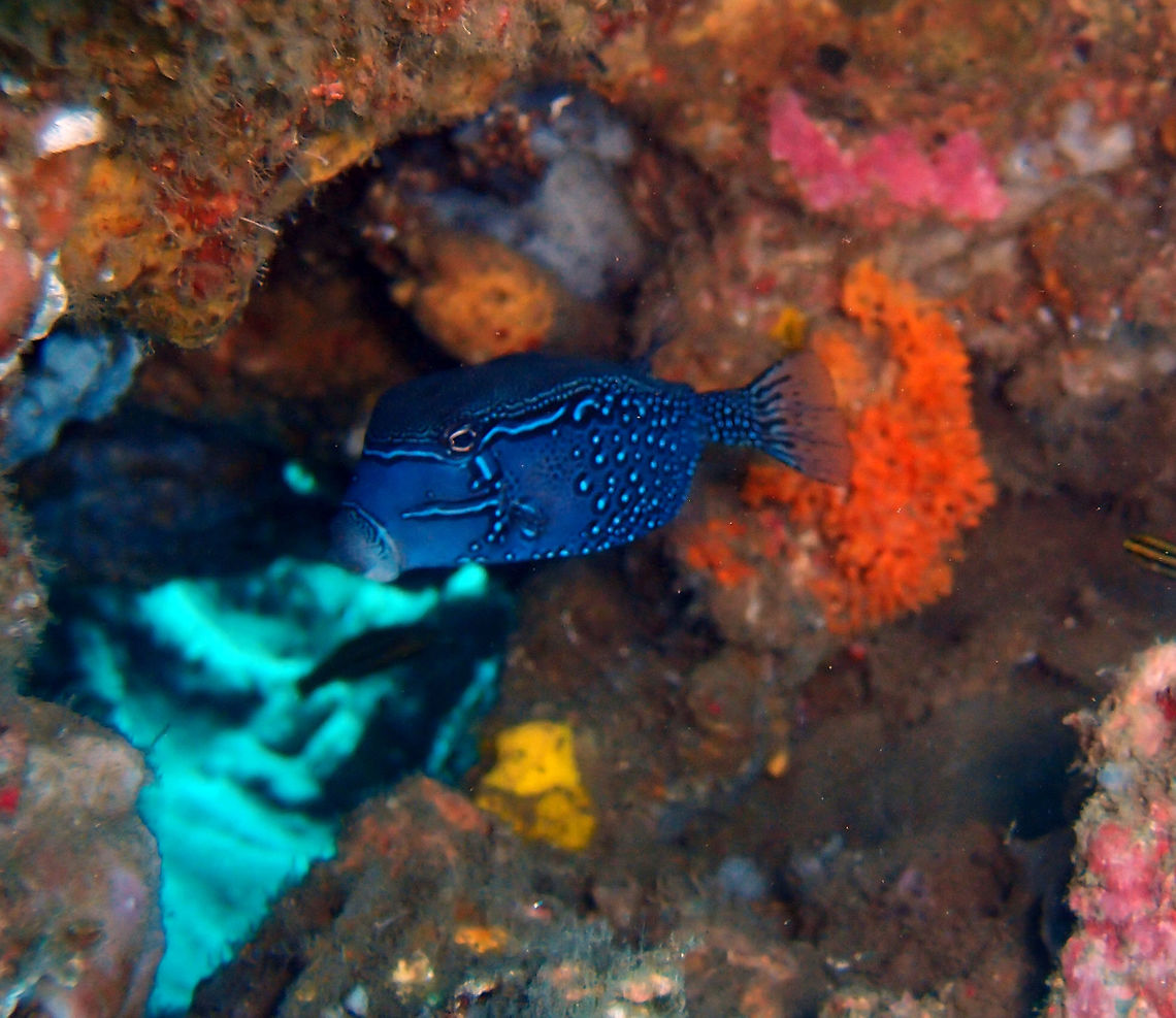 Reticulate box fish male -lateral view Oct 2012, Dauin.<br />
Lateral view of the male. Fall,Geotagged,Ostracion solorensis,Philippines