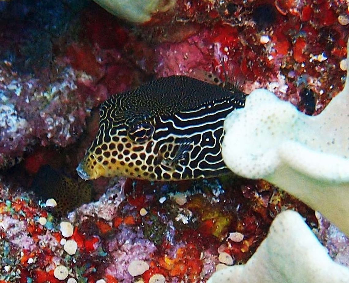 Reticulated Boxfish female Dauin, Oct 2012.<br />
While the male is blue with spotted and stripped white pattern, the female shows a similar pattern but in color black and white-yellow. Fall,Geotagged,Ostracion solorensis,Philippines