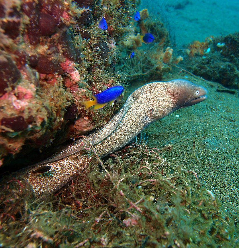 White-Eyed Moray Eel - Siderea thyrsoidea Dauin, Oct 2012.<br />
The body is whitish or pale yellow-brown in colour with a dense scattering of small brown spots.The head is purplish grey with the eyes being the most distinguishing feature as the iris is always coloured white. It grows to a maximum size of 65cm but is more commonly found around 40cm<br />
Habitat:<br />
<br />
A widespread tropical species that can be found occurring in the warm waters of the Indo-Pacific region. it can be found living in rocky and coral reefs and it is a fairly common inhabitant of reef flats where it is usually encountered in shallow tidal pools. It is often found hiding amongst the wreckage of shipwrecks on amongst rubble in sandy areas.    Fall,Geotagged,Greyface moray,Gymnothorax thyrsoideus,Philippines,Siderea thyrsoidea,White-Eyed Moray Eel