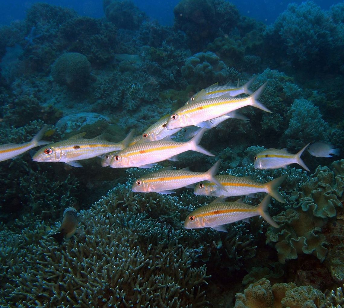 Yellowstripe Goatfish Dauin, Oct 2012.<br />
To 40 cm (16 in.). Silvery white with indistinct yellow stripes. It can rapidly display or fade a black spot above below first dorsal fin.<br />
Habitat:<br />
Form stationary daytime aggregations. Sandy areas of sheltered reefs and outer slopes to 35 m. Indo-Pacific.    Fall,Geotagged,Mulloidichthys flavolineatus,Philippines,Yellow-stripe goatfish,Yellowstripe goatfish