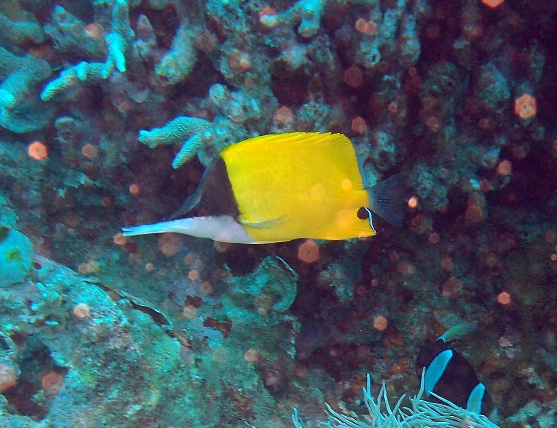 Longnose Butterflyfish Dauin, Oct 2012.<br />
To 22 cm (8 3/4 in.). Yellow with black upper head and silvery white below. Extremely elongate snout. Black spots on breast, spot on anal fin below tail base.<br />
Habitat:<br />
Solitary or in pairs. Outer reefs in 50-60 m. Indo Pacific. Fall,Forcipiger longirostris,Geotagged,Longnose butterflyfish,Philippines
