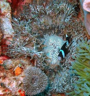 Beaded Sea Anemone (with Amphiprion clarkii anemonefish as tenant) Dauin, Oct 2012.
Both the tentacles and oral disc of Heteractis aurora are brown or purplish. The tentacles reach 50 mm in length, may be sticky when touched, and can have tips of a magenta colouration. The longer tentacles contain swellings. These appear on only on a single side, or almost entirely surrounding the tentacle, giving the appearance of beads on a string. A maximum of 20 such swellings may occur on any single tentacle. This species has a broad, flattened oral disc reaching 250 mm wide, and may have white or brown markings that radiate from the centre, and even continue up and along the tentacles.
Habitat:

Heteractis aurora occurs in Micronesia as well as in Melanesia to East Africa. It is also present in the Red Sea, and in Australia to the Ryukyu Islands.This species lives among coral, and along rocky reef edges and on slopes, normally in areas with strong currents. They attach themselves to a surface, and remain partially buried in sediment or sand. When threatened, they may retract entirely out of view into the substrate. Associated fish include A. akindynos, A. allardi, A. bicinctus, A. chrysogaster, A. chrysopterus, A. clarkii, A. tricinctus      Fall,Geotagged,Heteractis aurora,Philippines