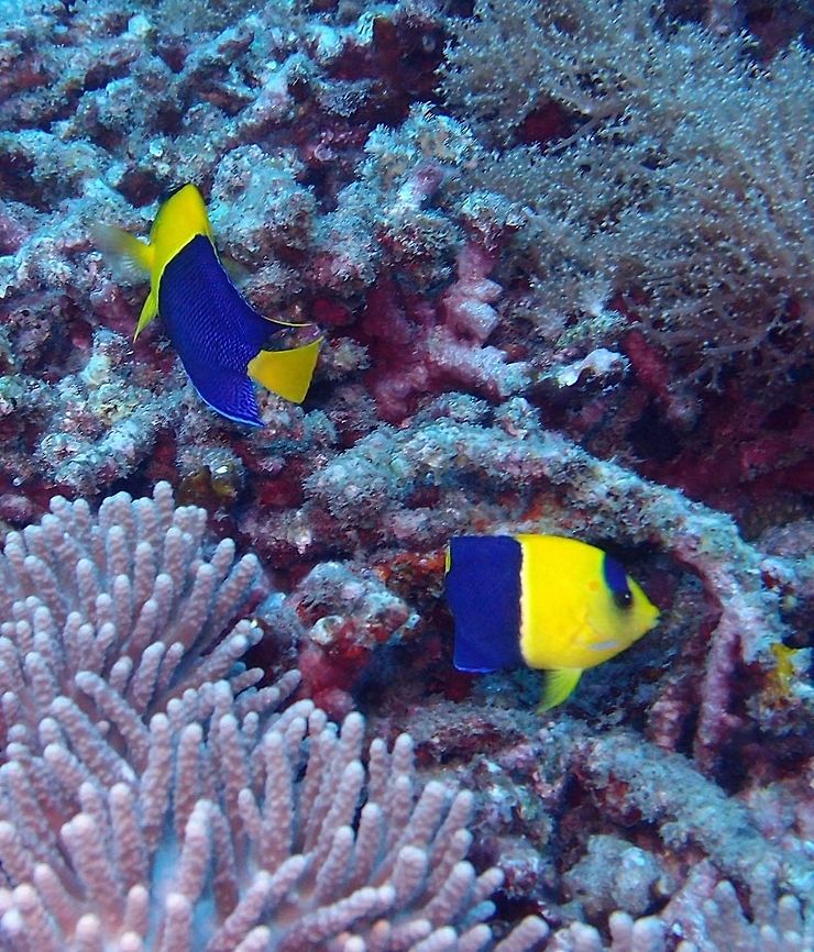 Bicolor Angelfish Dauin, Oct 2012.<br />
Is a marine angelfish, with an easily recognisable yellow front and a dark blue rear completed with a yellow tail. It has a maximum size at just under 15 cm making it a relatively large member of the Centropyge (Dwarf Angelfish) genus.<br />
Habitat:<br />
This species is widely distributed in the South Pacific.<br />
Notes:<br />
I saw them in couples. They were difficult to photograph because they don&acute;t stop moving and hiding under coral crevices.    Bicolor angelfish,Centropyge bicolor,Fall,Geotagged,Philippines