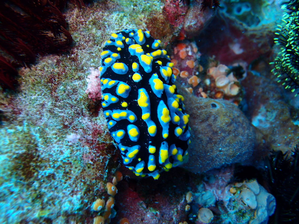 Warty Nudibranch Dauin, Oct 2012.<br />
Up to 11 cm (4 1/4 in.). A dorid nudibranch with longitudinal ridges of blue tubercles with yellow tops. Black between ridges. Yellow rhinophores.<br />
Habitat:<br />
Very common in the Indo-Pacific. Fall,Geotagged,Philippines,Phyllidia varicosa