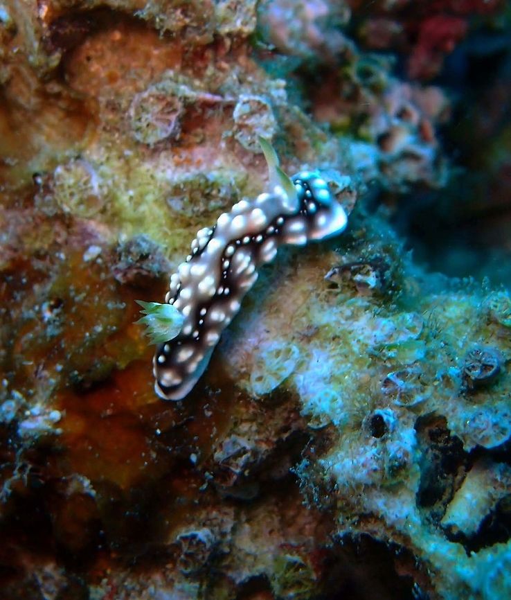 Geometric nudibranch Dauin, Oct 2012.<br />
Goniobranchus geometricus is a small nudibranch which may grow to a total length of 35mm. It is variably coloured, with the ground colour ranging from a creamy brown to purple, The mantle has numerous cream-coloured bumps and has a white margin. The gills and rhinophores are white to greenish.<br />
Habitat:<br />
This species is found throughout the Indian Ocean as well as the Western Pacific Ocean from the intertidal down to 30m.      Fall,Geotagged,Goniobranchus geometricus,Philippines