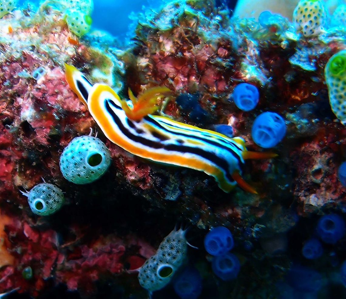 Chromodoris magnifica Dauin, Oct 2012.<br />
Chromodoris magnifica has longitudinal blue, black, white and yellow lines with orange gills and rhinophores. This species is easily confused with the similar looking Chromodoris quadricolor. Chromodoris magnifica can be distinguished by its submarginal orange border.<br />
Habitat:<br />
This nudibranch is found in the Western Pacific Ocean from Indonesia and the Philippines to New Guinea and Eastern Australia.         Chromodoris magnifica,Fall,Geotagged,Philippines