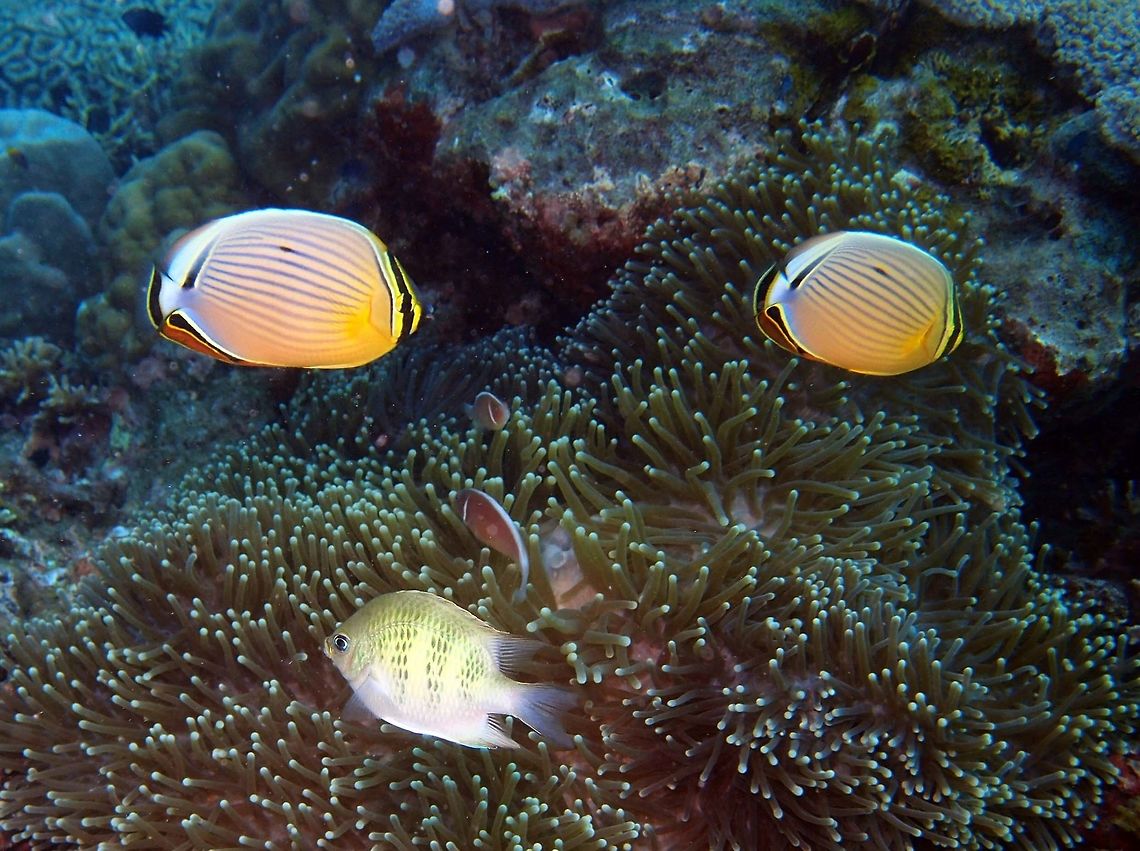 Oval Butterflyfish (the two heading right) Is a species of butterflyfish (family Chaetodontidae). Pale wih oblique purplish stripes, anal fin red, base of tail pale. Yellow edged black band across base of anal fin. Usually in pairs.<br />
Habitat:<br />
It is found in the Pacific Ocean from Eastern Indonesia to the Hawaiian islands. This is one species of a closely related group which includes the Blacktail butterflyfish which is found in the Red Sea and Gulf of Aden and the Melon butterflyfish which is found in the Indian Ocean. Coral rich areas up to 20 m. Similar to C. trifasciatus    Chaetodon lunulatus,Fall,Geotagged,Philippines,Red-finned Butterflyfish