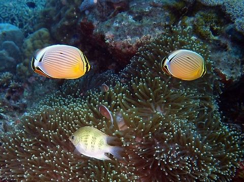 Oval Butterflyfish (the two heading right) Is a species of butterflyfish (family Chaetodontidae). Pale wih oblique purplish stripes, anal fin red, base of tail pale. Yellow edged black band across base of anal fin. Usually in pairs.
Habitat:
It is found in the Pacific Ocean from Eastern Indonesia to the Hawaiian islands. This is one species of a closely related group which includes the Blacktail butterflyfish which is found in the Red Sea and Gulf of Aden and the Melon butterflyfish which is found in the Indian Ocean. Coral rich areas up to 20 m. Similar to C. trifasciatus    Chaetodon lunulatus,Fall,Geotagged,Philippines,Red-finned Butterflyfish