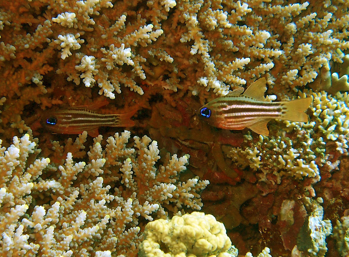 Split-Banded Cardinalfish Dauin, Oct 2012.<br />
Up to 12 cm (5 in.). Pinkish with reddish brown stripes and blue eye. Short stripe from upper eye to above pectoral fin. Form aggregations<br />
Habitat:<br />
Malaysian peninsule to Solomon I. SW Japan to E Australia. Shelter within branching corals or inside crevices of protected lagoon and seaward reefs to 10 m.  Apogon compressus,Fall,Geotagged,Ochre-striped cardinalfish,Philippines