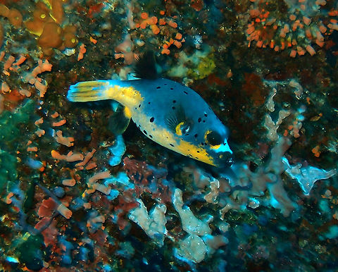 Black Spotted Puffer Dauin, Oct 2012.
To 33 cm (13 in.). It has a round shape with a head and snout which at times looks like a seal or a dog. Highly variable in colors: grey, yellow and black spots. Consistent markings include black lips, black pectoral fin base and a few scattered black spots. Like most puffers, blackspotted puffers are highly poisonous, making them dangerous or even deadly to eat. In order to ward off potential enemies, they can inflate their bodies by swallowing air or water.
Habitat:
Solitary. It feeds on algae, corals, sponges, sea squirts, crustaceans and molluscs. Is found in coral rich areas of lagoons to seaward reefs in 3-25 m. Indo pacific.
Notes: the pic was made in Apo Island  Arothron nigropunctatus,Blackspotted puffer,Fall,Geotagged,Philippines