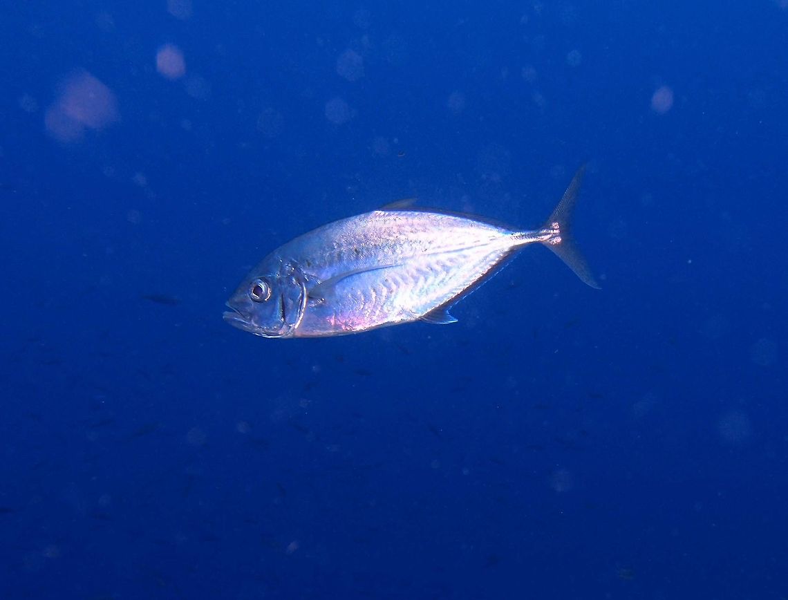 Barcheek trevally - Carangoides plagiotaenia Dauin, Oct 2012.<br />
The barcheek trevally is a moderately large fish, growing to a maximum recorded length of 50 cm.is a moderately large fish, and can be distinguished from similar species by its somewhat protruding lower jaw and the dark banding on its operculum.<br />
Habitat:<br />
<br />
The barcheek trevally is distributed throughout the tropical waters of the Indo-west Pacific region, ranging from South Africa in the west to Japan, Australia and a number of small central Pacific islands in the east. The species inhabits inshore and offshore waters, found along the slopes of lagoons and out to deeper reefs on the continental shelf, where it preys on small fish and benthic crustaceans.      Barcheek trevally,Carangoides plagiotaenia,Fall,Geotagged,Philippines