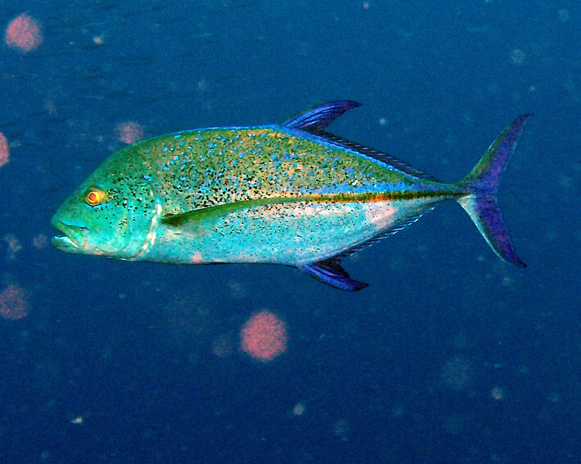 Bluefin Trevally Dauin, Oct 2012.<br />
Silvery to iridescent blue to green with dense spotting on upper two-thirds of the body. Blue to bluish fins. Solitary or form schools. To 100 cm (3 1/4 in.).<br />
Habitat:<br />
Inhabit a variety of reefs habitats, but most common on outer reefs to 190 m. Can be locally abundant. Indo Pacific. Bluefin trevally,Caranx melampygus,Fall,Geotagged,Philippines
