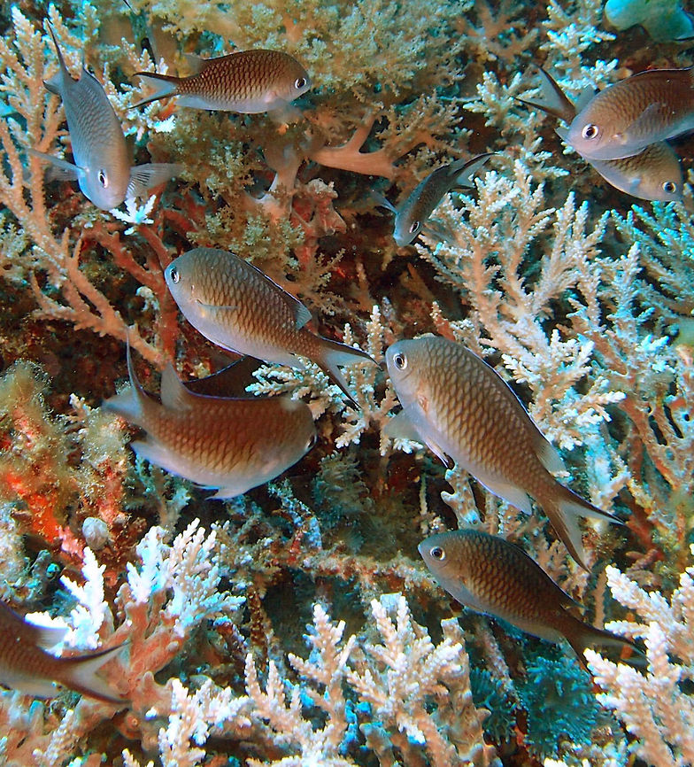 Ternate Chromis Dauin, Oct 2012.<br />
To 7 cm (2 3/4 in.). Brown with silvery and white to bluish lower parts. Black borders on tail.<br />
Habitat:<br />
Large schools on areas or Acropora corals, in 2-15 m. Indo-West Pacific Chromis ternatensis,Fall,Geotagged,Philippines,Ternate chromis