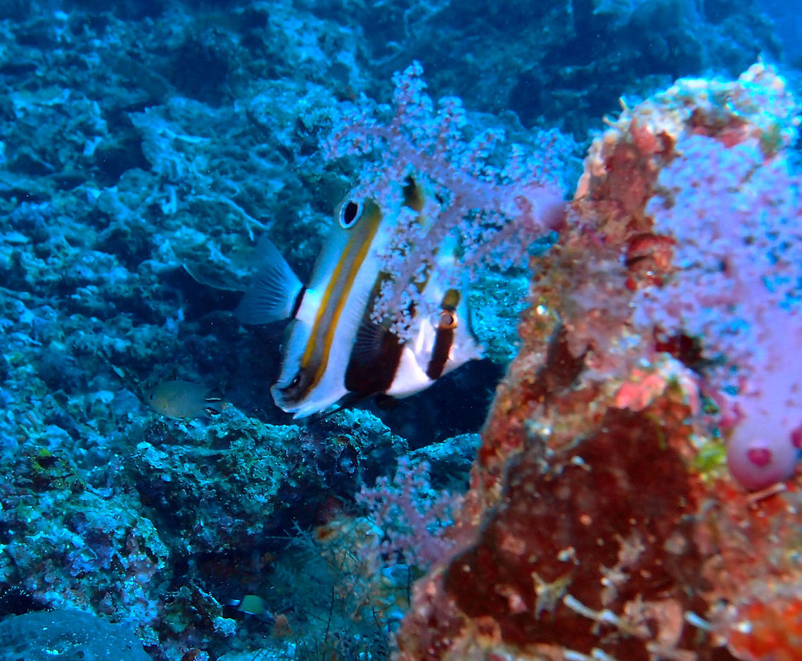 Two-Eyed coralfish Dauin, Oct 2012.<br />
15 cm (6 in.) butterflyfish. White with ocellated spot on anal fin and rear dorsal fins, a pair of closely spaced brown bars behind head, and orange-edged gray bar rear body.<br />
Habitat:<br />
Found alone or in pairs, usually near barrel sponges. Coastal and outer reefs in 10-30 m. Asian Pacific.<br />
Notes:<br />
Very elusive to photograph. Always hiding behind corals.  Coradion melanopus,Fall,Geotagged,Philippines