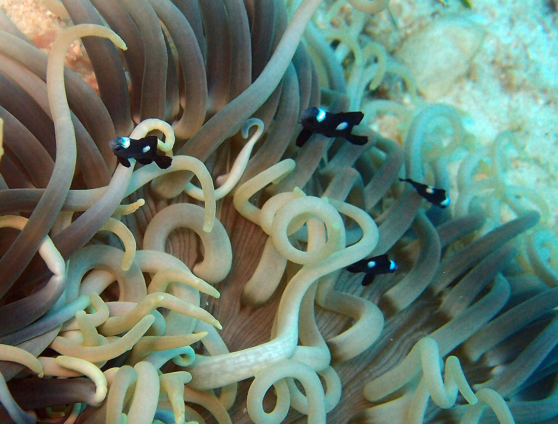 Threespot Dascyllus/Domin Damsel (juveniles) Dauin, Oct 2012.<br />
They have grey to black body with two lateral white spots and one between the eyes. They grow up to 13 cm in length. Coloration is somewhat variable; the spot on the forehead may be absent and the lateral spots very much reduced. They feeds on algae, copepods and other planktonic crustaceans. Here they were protecting themselves in an anemone. Dascyllus trimaculatus,Fall,Geotagged,Philippines,Threespot dascyllus