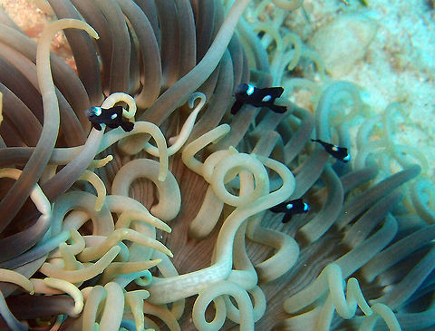 Threespot Dascyllus/Domin Damsel (juveniles) Dauin, Oct 2012.
They have grey to black body with two lateral white spots and one between the eyes. They grow up to 13 cm in length. Coloration is somewhat variable; the spot on the forehead may be absent and the lateral spots very much reduced. They feeds on algae, copepods and other planktonic crustaceans. Here they were protecting themselves in an anemone. Dascyllus trimaculatus,Fall,Geotagged,Philippines,Threespot dascyllus