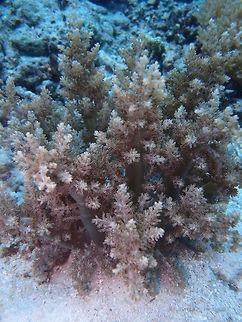 Hell's Fire Anemone See it in action in the video: https://youtu.be/K0UvaErnkOs 
This is a burrowing anemone spotted in Dauin, Philippines. It stings badly if touched and contact also makes it retreat in the sand...is pretty impressive! Actinodendron plumosum,Fall,Geotagged,Hell's Fire Anemone,Philippines,soft fire coral