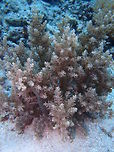 Hell's Fire Anemone See it in action in the video: https://youtu.be/K0UvaErnkOs <br />
This is a burrowing anemone spotted in Dauin, Philippines. It stings badly if touched and contact also makes it retreat in the sand...is pretty impressive! Actinodendron plumosum,Fall,Geotagged,Hell's Fire Anemone,Philippines,soft fire coral