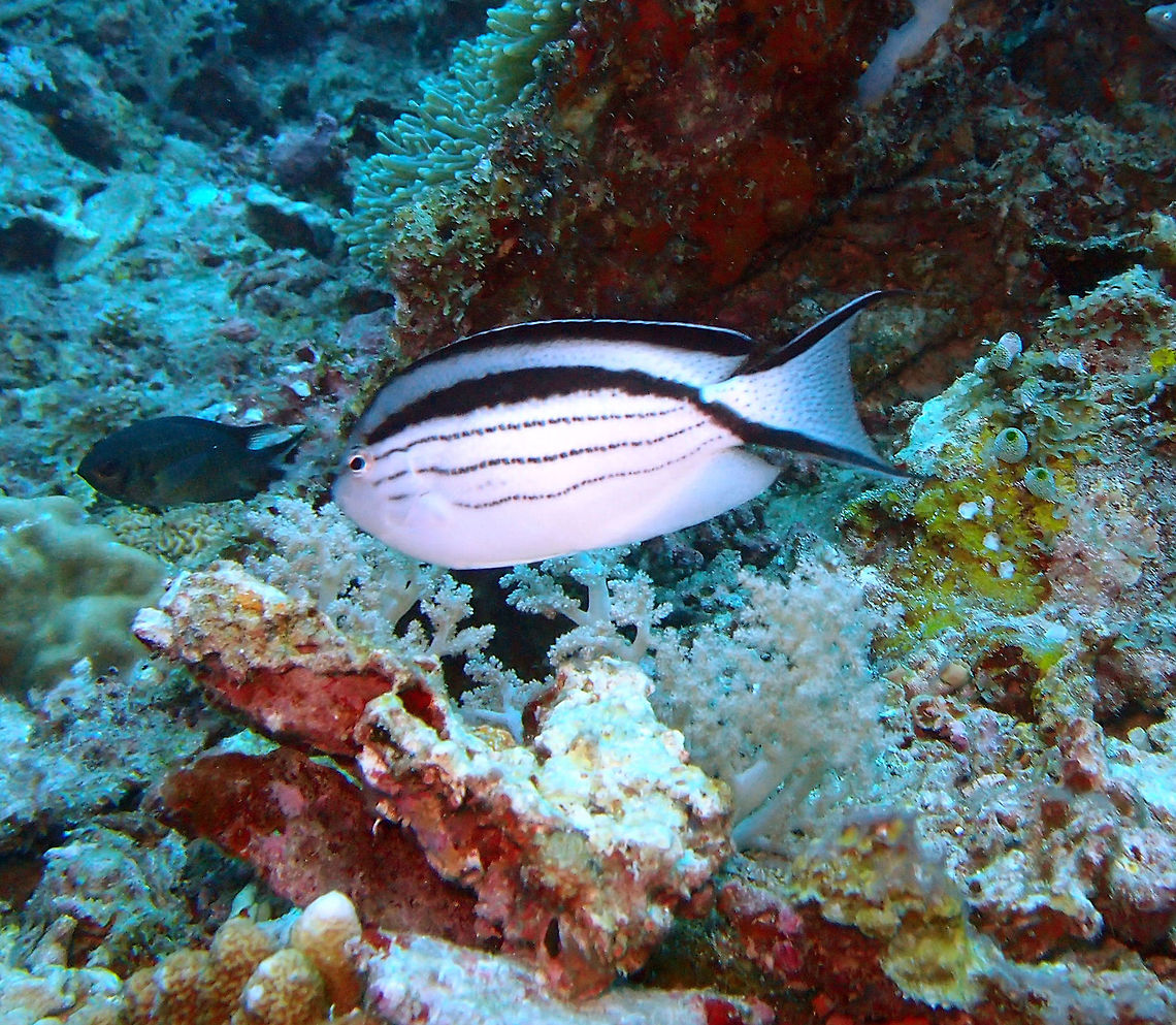 Blackstriped Angelfish or Lamarck's Angelfish ♀️ Dauin, Oct 2012.<br />
The Blackstriped Angelfish is widespread throughout the tropical waters of the Indo-West Pacific.<br />
It feeds on plankton along coral reefs. Sexual dimorphism occurs in the species of angelfish, the male is larger with blackish pelvic fins and a yellow spot on the front head, whereas the smaller female has brighter (white) pelvic fins. Fall,Genicanthus lamarck,Geotagged,Lamarcks Angelfish,Philippines