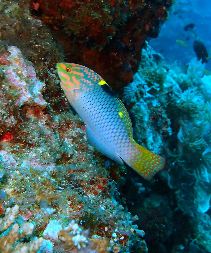 Checkerboard wrasse - Halichoeres hortulanus Dauin, Oct 2012.<br />
Checkerboard pattern on sides, males are greener with a yellow dorsal spot. Small juveniles are black and white (see last two pics), gradually changing with growth to the adult pattern.Diet based mainly on molluscs, crustaceans and sea urchins.<br />
Habitat:<br />
Red Sea to South Africa, north to southern Japan, south to the southern Great Barrier Reef. Clear lagoons and seaward reefs from 1m-30m depth. Juveniles are found at the bottom of surge channels or under ledges. Males are territorial over a large area. Checkerboard wrasse,Fall,Geotagged,Halichoeres hortulanus,Philippines