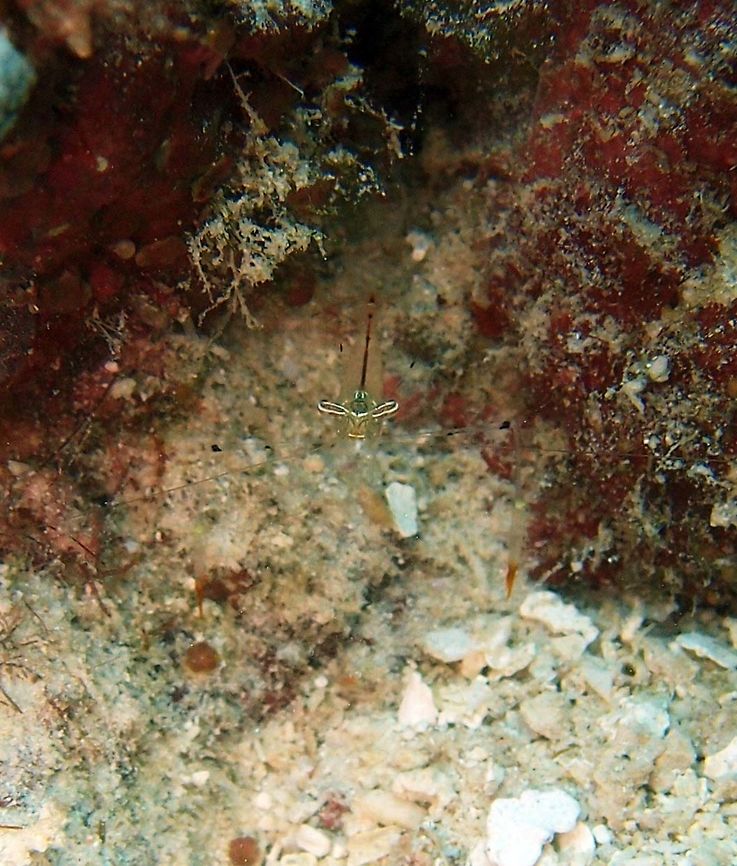 Red Claw Cuapetes Dauin, Oct 2012.<br />
Up to 1.5 in. (3.5 cm). Translucent yellow with thin red lines on abdomen and red blotch on tail. White lines on red eyes and also white lines on front of head. Red and ornage claws. Carrying egg bundles.<br />
Habitat:<br />
<br />
Depth: 10-200 ft. (3-60 m) Distribution: Indo-West Pacific, Australia<br />
Notes:<br />
Found after retraction of soft fire coral.<br />
<br />
        Fall,Geotagged,Glass Shrimp,Periclimenes tenuipes,Philippines