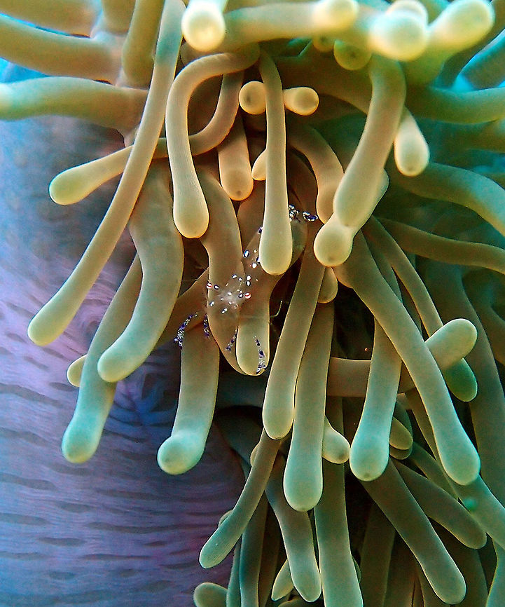 Anemone Shrimp - Periclimenes tosaensis Dauin, Oct 2012.<br />
Is a species of cleaner shrimp with transparent body dotted in blue and white. Tail also blue and white. Pinkish eyes.<br />
Habitat:<br />
Tropical Indo Pacific. Found in anemonae: Heteractis (sharing with clown fishes), bubble coral Plerogyra and Euphyllia, mushroom coral like Heliofungia and in the jellyfish Cassiopea, among others.      Fall,Geotagged,Periclimenes tosaensis,Philippines