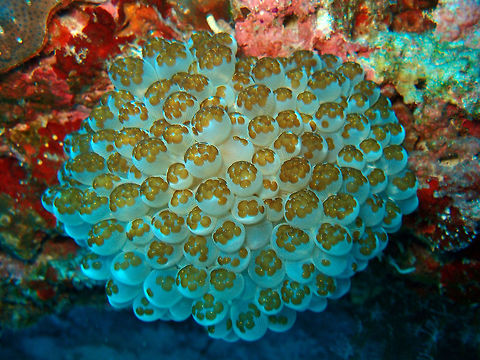 Acoela Flatworms on top of bubble anenome coral (Plerogyra sinuosa) Dauin, Oct 2012.
Acoels are very small flattened worms, usually under 2 millimetres (0.079 in) in length.
They are found worldwide in marine and brackish waters, usually having a benthic lifestyle, although some species are epibionts.
Members of the class Acoela lack a conventional gut, so that the mouth opens directly into the mesenchyme, i.e., the layer of tissue that fills the body. Digestion is accomplished by means of a syncytium that forms a vacuole around ingested food. There are no epithelial cells lining the digestive vacuole, but there is sometimes a short pharynx leading from the mouth to the vacuole. All other bilateral animals (apart from tapeworms) have a gut lined with epithelial cells. As a result, the acoels appear to be solid-bodied (a-coel, or no body cavity).

 Fall,Geotagged,Philippines,Plerogyra sinuosa,acoel flatworm,waminoa