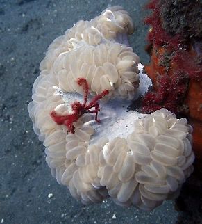 Bubble Coral Dauin, Oct 2012.
This is another example of Bubble Coral this time it has an Orang Utan Crab (Achaeus japonicus) as tenant.
Bubble coral characterizes by large water filled bubbles (vesicles) typically about the size and shape of grapes.    While typically smooth, the vesicles can also look asymmetrical especially when they are only partially inflated.  The color can range from white, to cream, to shades of gray or green and is semi-translucent.  The vesicles cover a skeleton which has large sharp sepia protruding upwards.  The bubbles are inflated during the day and deflate at night.  When deflated, the feeding tentacles and mouth become apparent and the sepia can be observed under the flesh of the coral.   Fall,Geotagged,Philippines,Plerogyra sinuosa